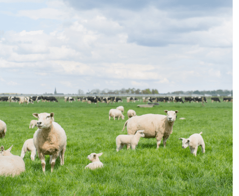 Sheep in a field.